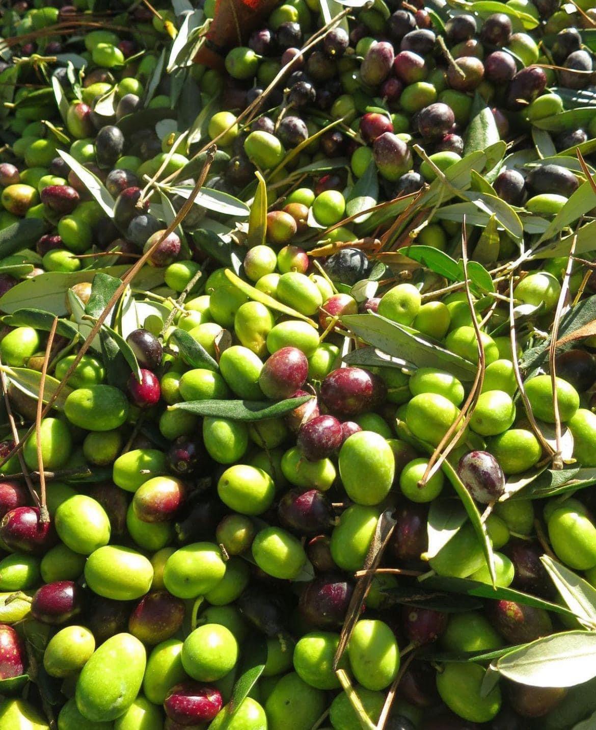 Olive appena raccolte, verdi e mature