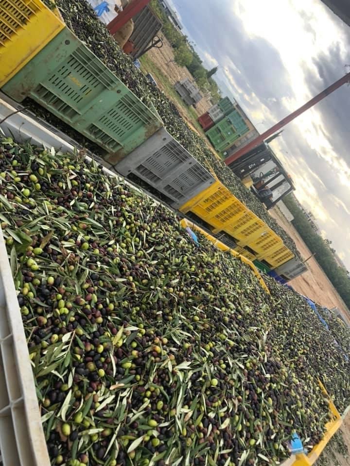 Cassoni di olive appena raccolte davanti al frantoio
