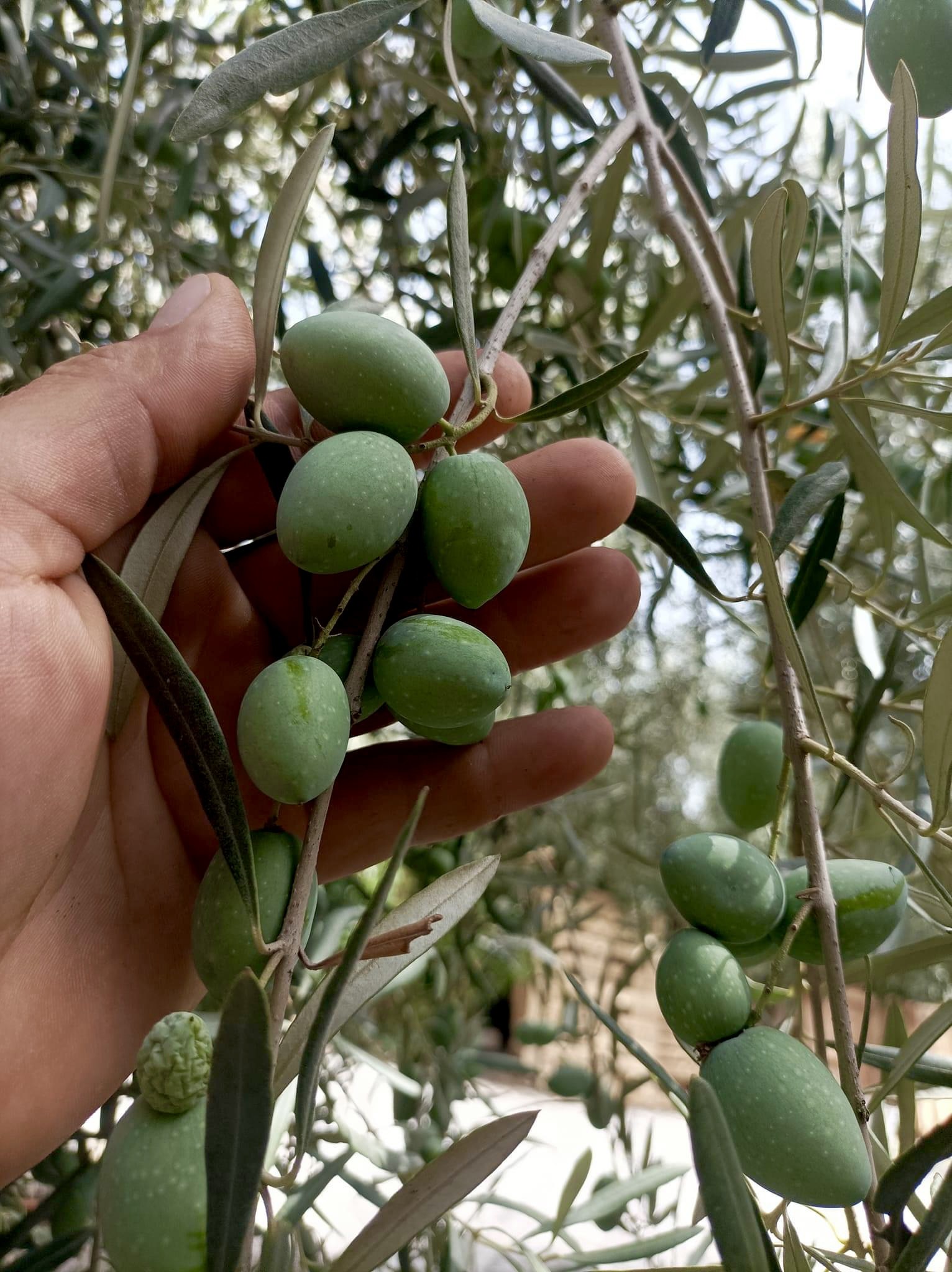Olive verdi raccolte a mano dal ramo