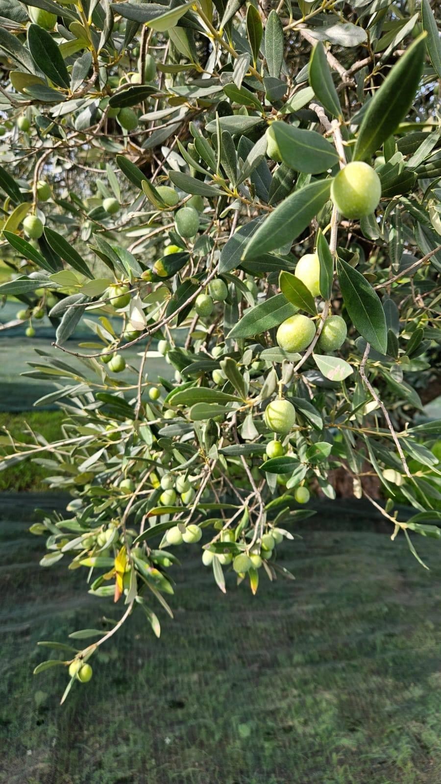 Ramo di ulivo carico di olive al sole