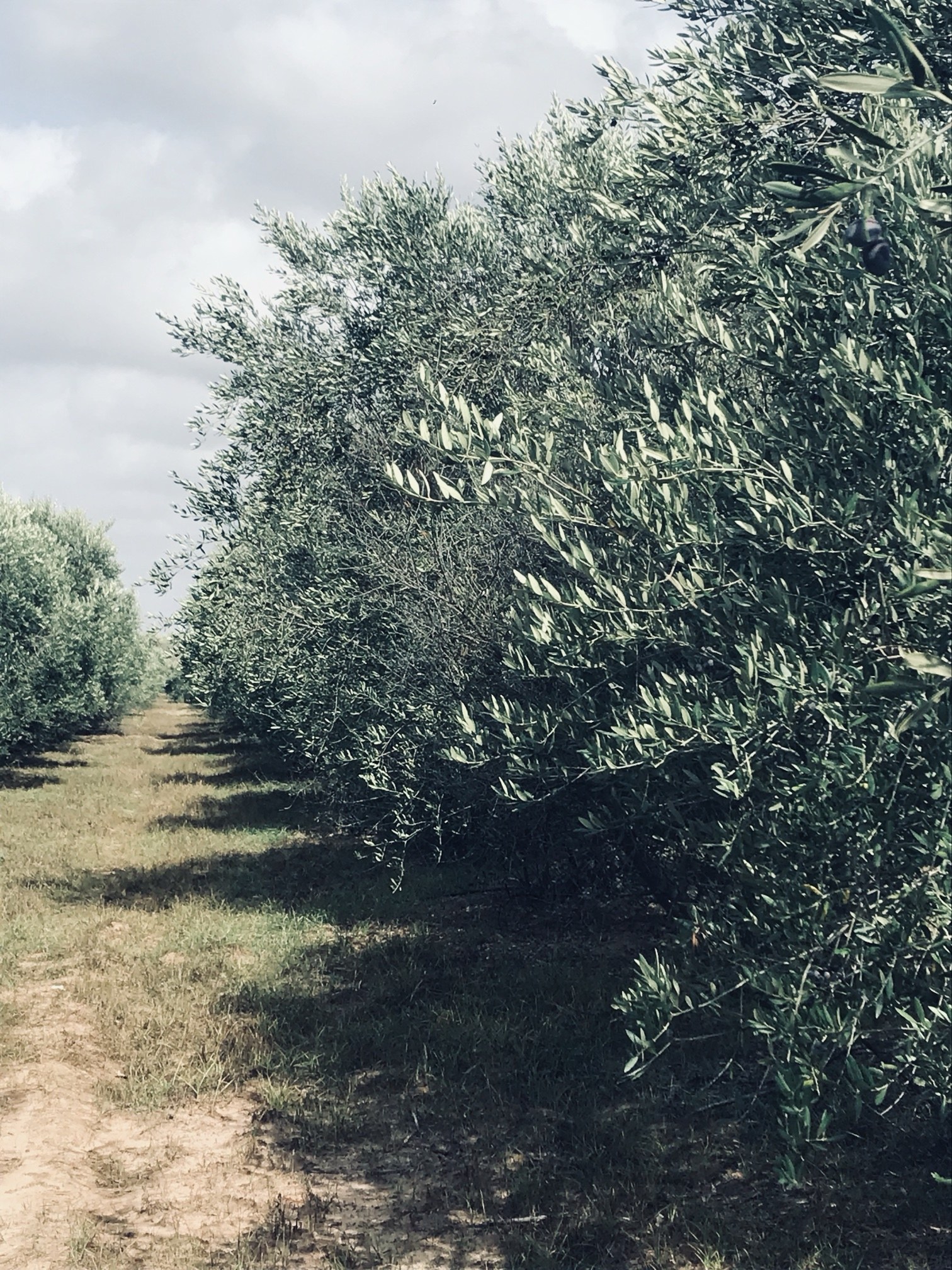 Filari di ulivi nelle Tenute Martino